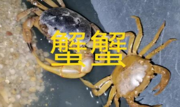 螃蟹视频,探秘海洋生物的奇妙世界