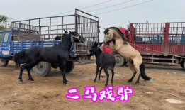 马与驴交配视频,揭秘跨物种繁殖的神秘面纱